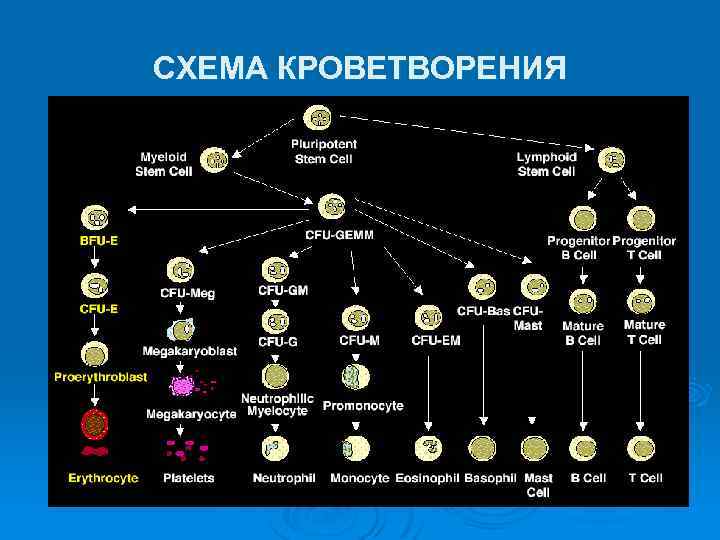 СХЕМА КРОВЕТВОРЕНИЯ 