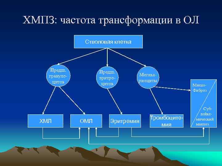 ХМПЗ: частота трансформации в ОЛ Стволовая клетка Предш. гранулоцитов ХМЛ Предш. эритроцитов ОМЛ Мегакариоциты