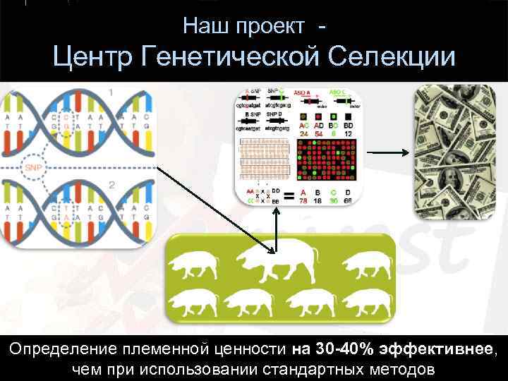 Наш проект - Центр Генетической Селекции Определение племенной ценности на 30 -40% эффективнее, чем