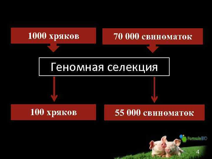 1000 хряков 70 000 свиноматок Геномная селекция 100 хряков 55 000 свиноматок 4 