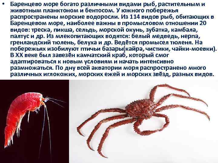  • Баренцево море богато различными видами рыб, растительным и животным планктоном и бентосом.