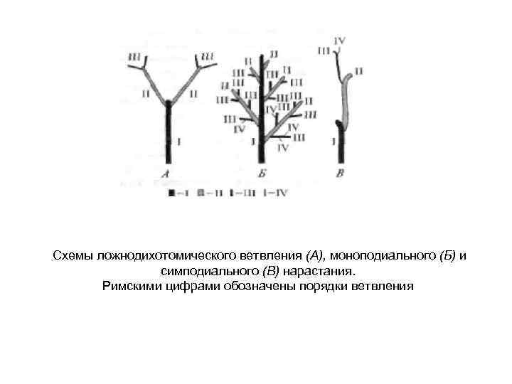  Схемы ложнодихотомического ветвления (А), моноподиального (Б) и симподиального (В) нарастания. Римскими цифрами обозначены