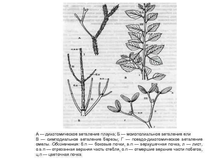 А — дихотомическое ветвление плауна; Б — моиополиальное ветвление ели В — симподиальное ветвление