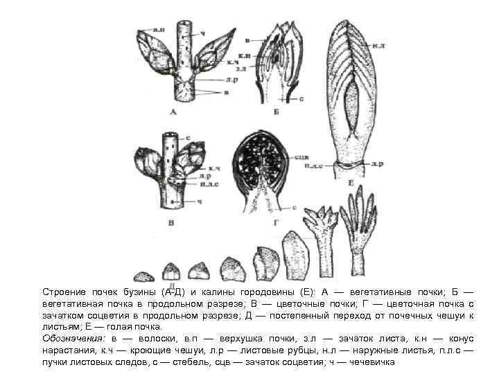 Строение почек бузины (А-Д) и калины городовины (Е): А — вегетативные почки; Б —