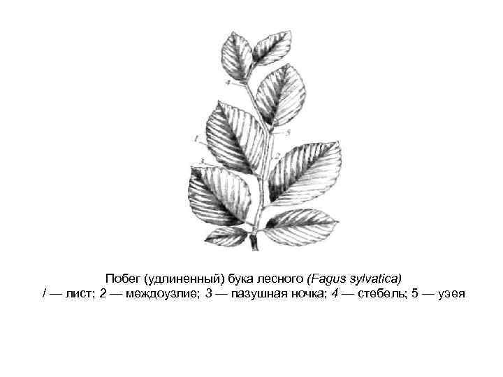 Побег (удлиненный) бука лесного (Fagus sylvatica) / — лист; 2 — междоузлие; 3 —