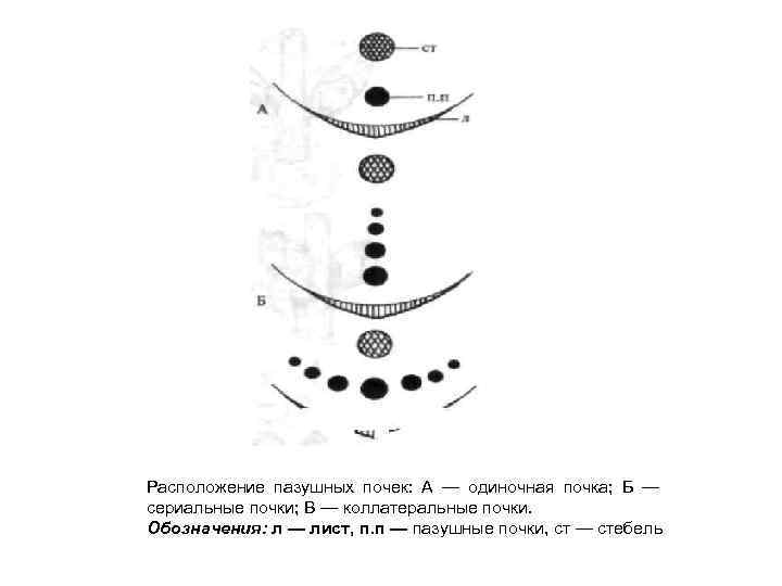 Расположение пазушных почек: А — одиночная почка; Б — сериальные почки; В — коллатеральные