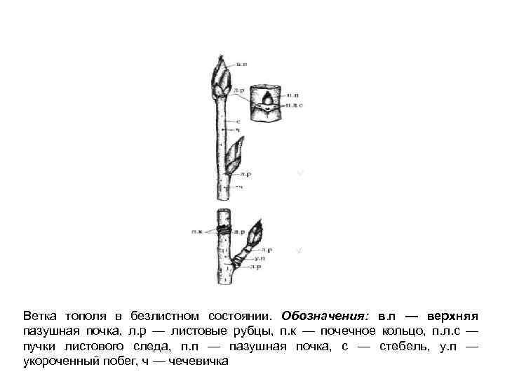 Ветка тополя в безлистном состоянии. Обозначения: в. п — верхняя пазушная почка, л. р