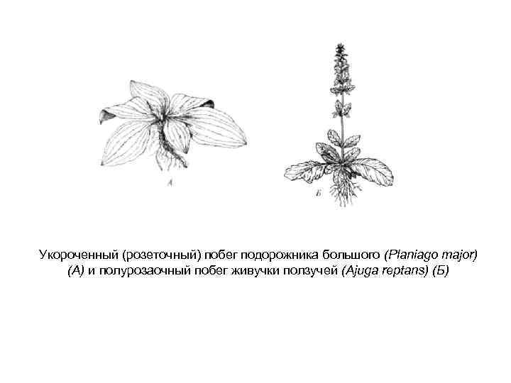 Укороченный (розеточный) побег подорожника большого (Planiago major) (А) и полурозаочный побег живучки ползучей (Ajuga