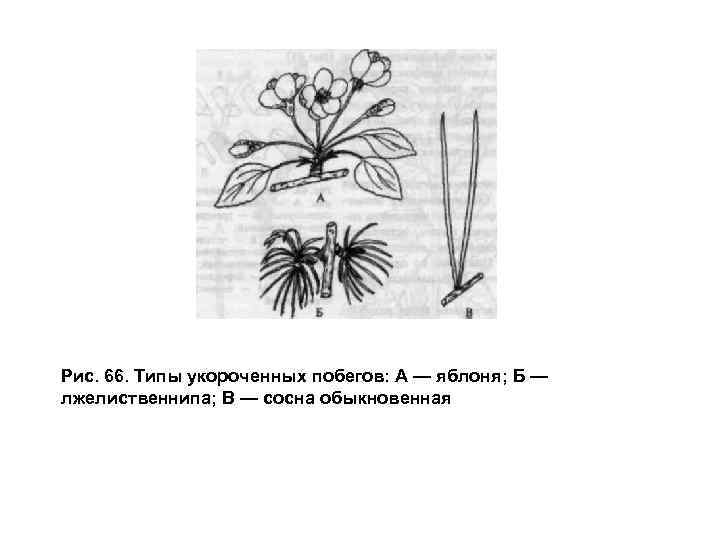 Рис. 66. Типы укороченных побегов: А — яблоня; Б — лжелиственнипа; В — сосна