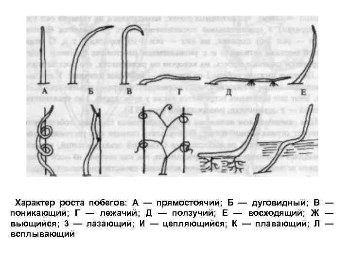 Характер роста побегов: А — прямостоячий; Б — дуговидный; В — поникающий; Г —