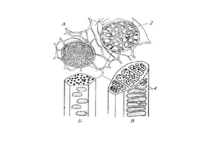 Проводящая ткань у растений рисунок