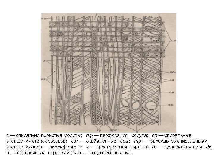 с — спирально пористые сосуды; пф — перфорация сосуда; сп — спиральные утолщения стенок