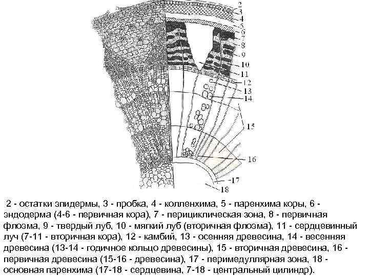  2 остатки эпидермы, 3 пробка, 4 колленхима, 5 паренхима коры, 6 эндодерма (4