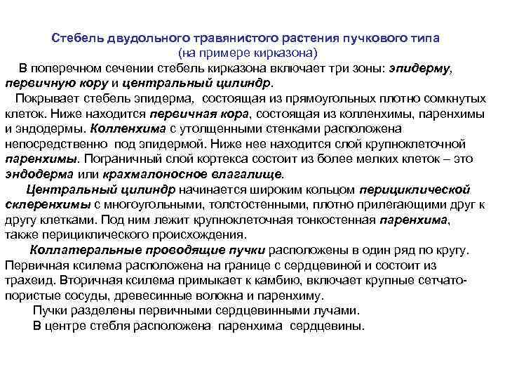 Стебель двудольного травянистого растения пучкового типа (на примере кирказона) В поперечном сечении стебель кирказона