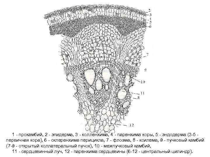 1 прокамбий, 2 эпидерма, 3 колленхима, 4 паренхима коры, 5 эндодерма (3 5 первичная
