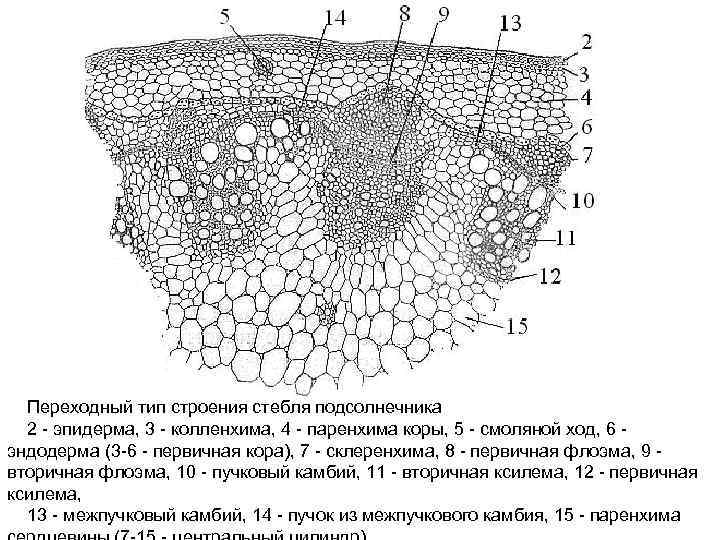 Переходный тип строения стебля подсолнечника 2 эпидерма, 3 колленхима, 4 паренхима коры, 5 смоляной