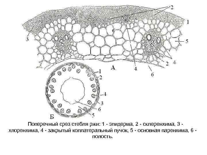 Поперечный срез стебля ржи: 1 эпидерма, 2 склеренхима, 3 хлоренхима, 4 закрытый коллатеральный пучок,