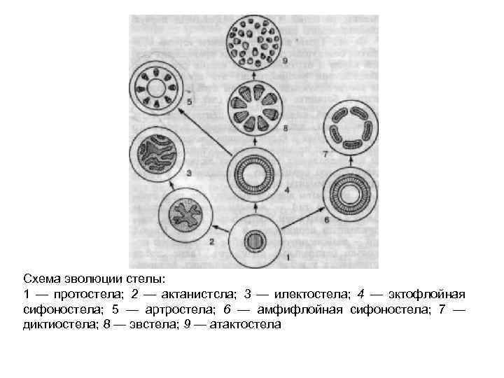 Схема эволюции стелы: 1 — протостела; 2 — актанистсла; 3 — илектостела; 4 —