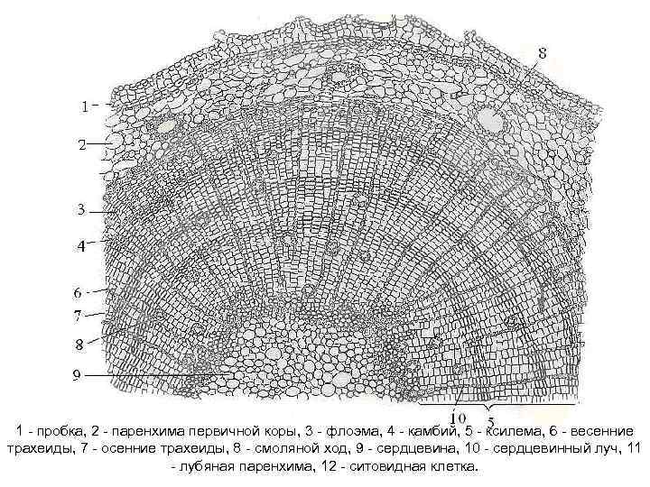 1 пробка, 2 паренхима первичной коры, 3 флоэма, 4 камбий, 5 ксилема, 6 весенние