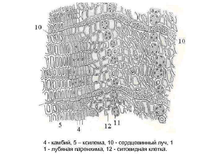4 камбий, 5 – ксилема, 10 сердцевинный луч, 1 1 лубяная паренхима, 12 ситовидная