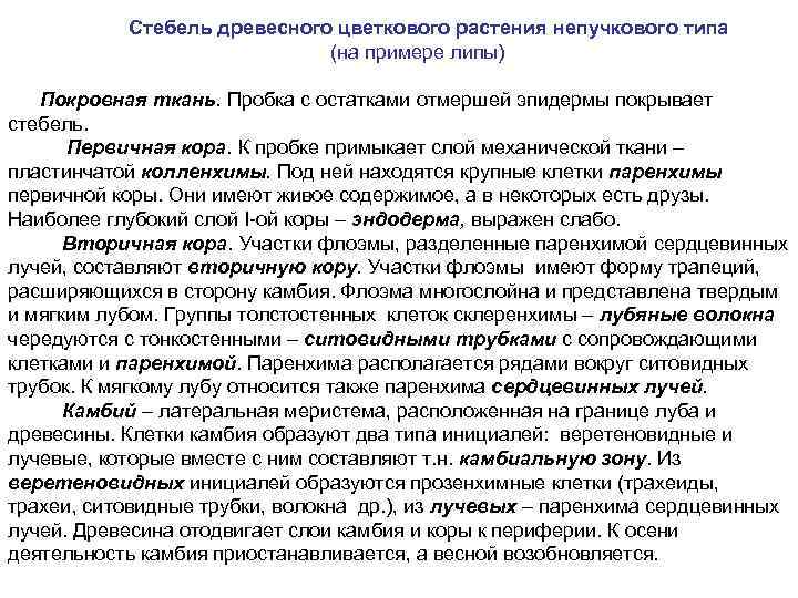 Стебель древесного цветкового растения непучкового типа (на примере липы) Покровная ткань. Пробка с остатками