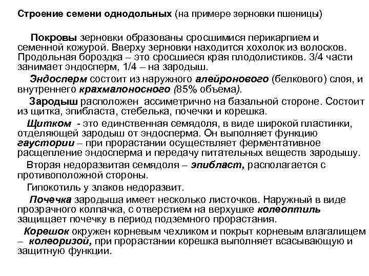 Строение семени однодольных (на примере зерновки пшеницы) Покровы зерновки образованы сросшимися перикарпием и семенной