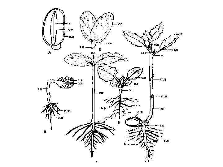 Семя это генеративный. Семя генеративный орган. Растение с органами схема раскраска. У моркови генеративные органы формируются.
