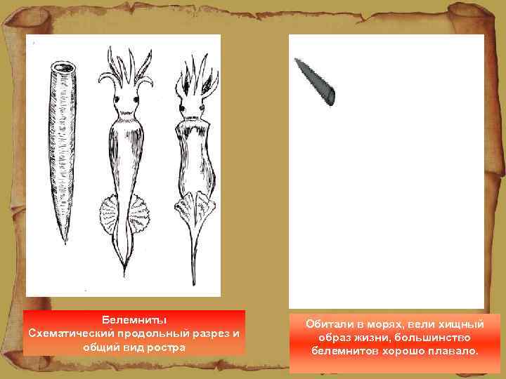 Белемниты Схематический продольный разрез и общий вид ростра Обитали в морях, вели хищный образ