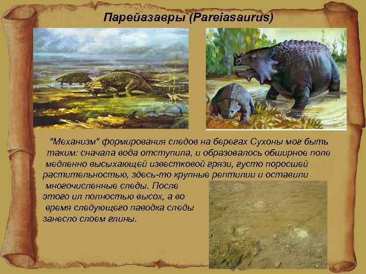 Парейазавры (Pareiasaurus) "Механизм" формирования следов на берегах Сухоны мог быть таким: сначала вода отступила,