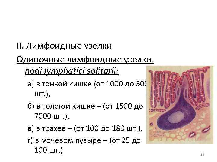 II. Лимфоидные узелки Одиночные лимфоидные узелки, nodi lymphatici solitarii: а) в тонкой кишке (от