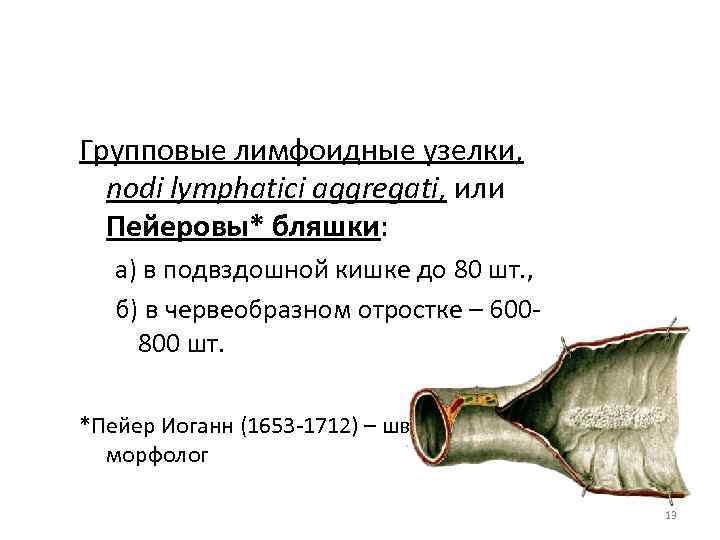 Групповые лимфоидные узелки, nodi lymphatici aggregati, или Пейеровы* бляшки: а) в подвздошной кишке до