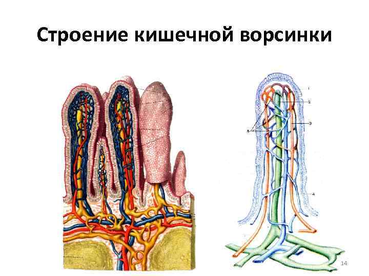 Кишечные ворсинки рисунок