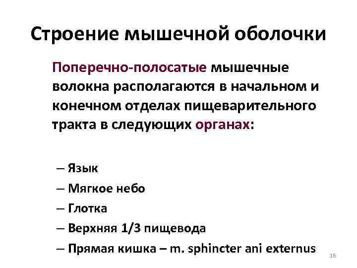 Строение мышечной оболочки Поперечно-полосатые мышечные волокна располагаются в начальном и конечном отделах пищеварительного тракта