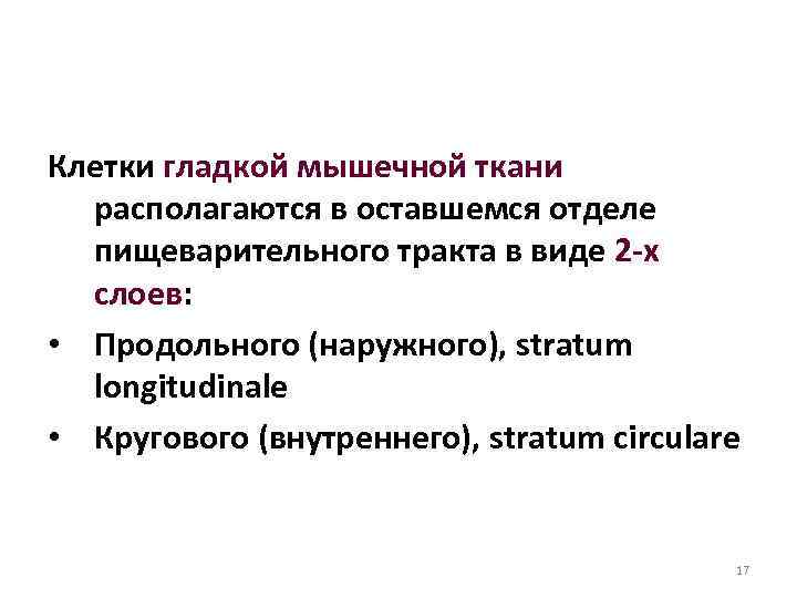 Клетки гладкой мышечной ткани располагаются в оставшемся отделе пищеварительного тракта в виде 2 -х