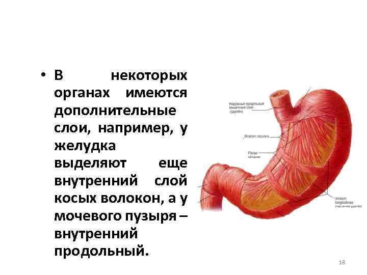  • В некоторых органах имеются дополнительные слои, например, у желудка выделяют еще внутренний