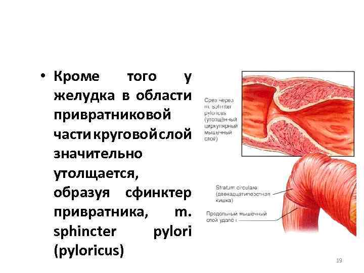  • Кроме того у желудка в области привратниковой части круговой слой значительно утолщается,