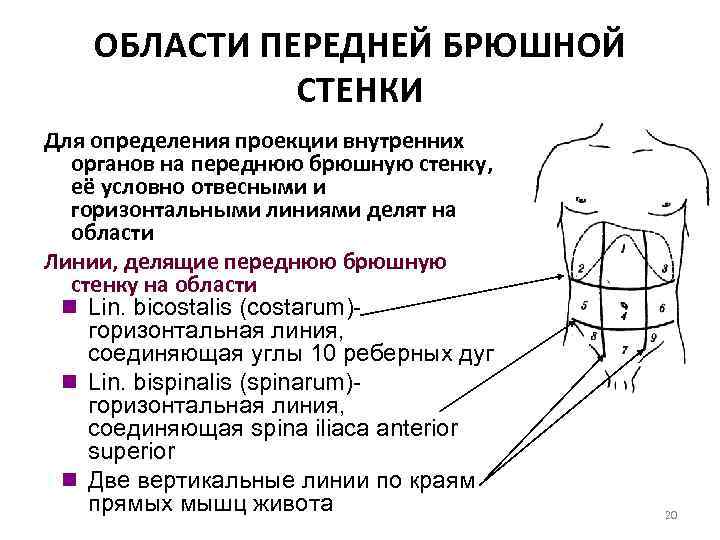 ОБЛАСТИ ПЕРЕДНЕЙ БРЮШНОЙ СТЕНКИ Для определения проекции внутренних органов на переднюю брюшную стенку, её