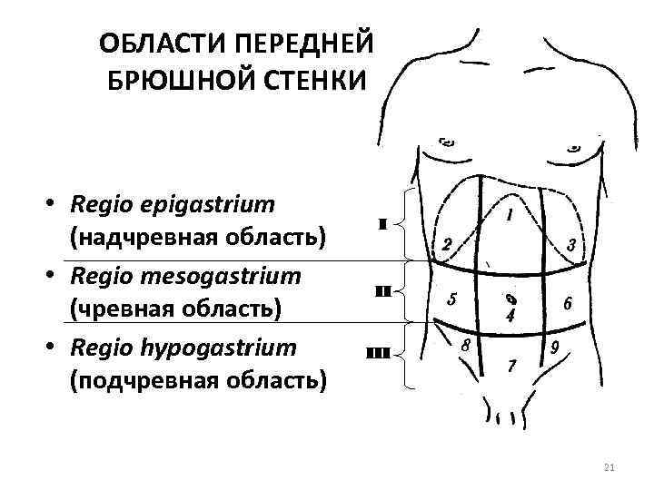 ОБЛАСТИ ПЕРЕДНЕЙ БРЮШНОЙ СТЕНКИ • Regio epigastrium (надчревная область) • Regio mesogastrium (чревная область)