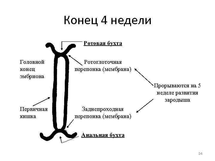 Конец 4 недели Ротовая бухта Головной конец эмбриона Ротоглоточная перепонка (мембрана) Прорываются на 5