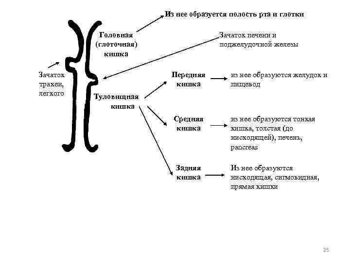 Из нее образуется полость рта и глотки Головная (глоточная) кишка Зачаток трахеи, легкого Зачаток