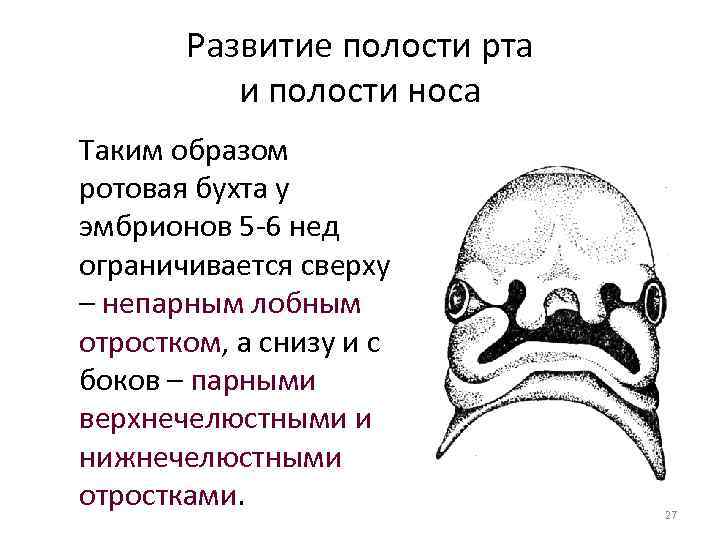 Развитие полости рта и полости носа Таким образом ротовая бухта у эмбрионов 5 -6