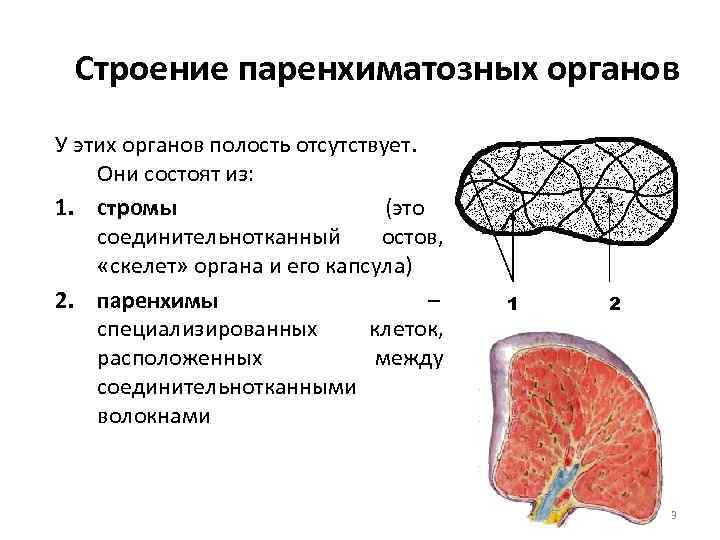 Строение паренхиматозных органов У этих органов полость отсутствует. Они состоят из: 1. стромы (это