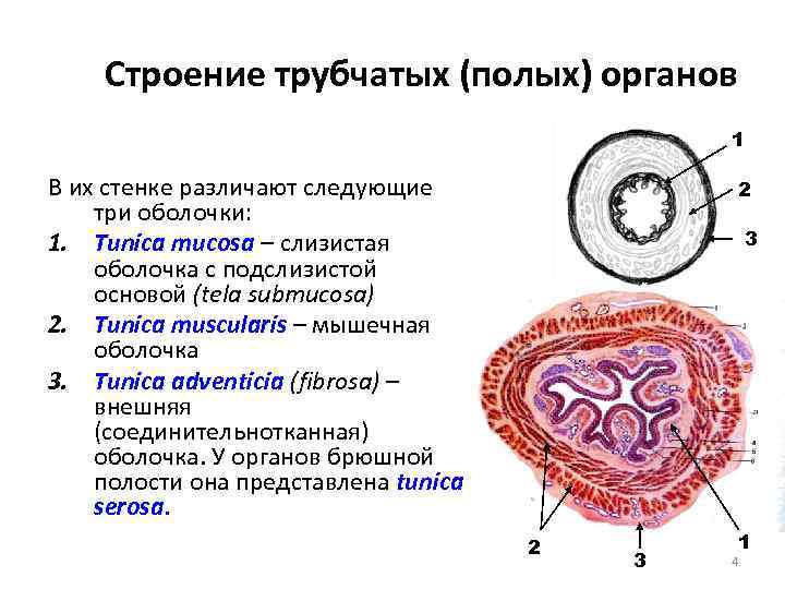 Строение трубчатых (полых) органов 1 В их стенке различают следующие три оболочки: 1. Tunica