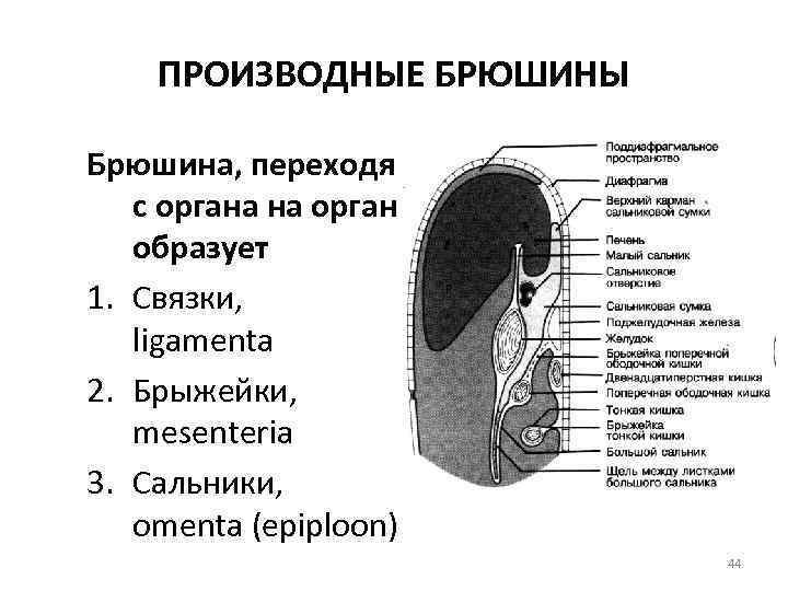 ПРОИЗВОДНЫЕ БРЮШИНЫ Брюшина, переходя с органа на орган образует 1. Связки, ligamenta 2. Брыжейки,