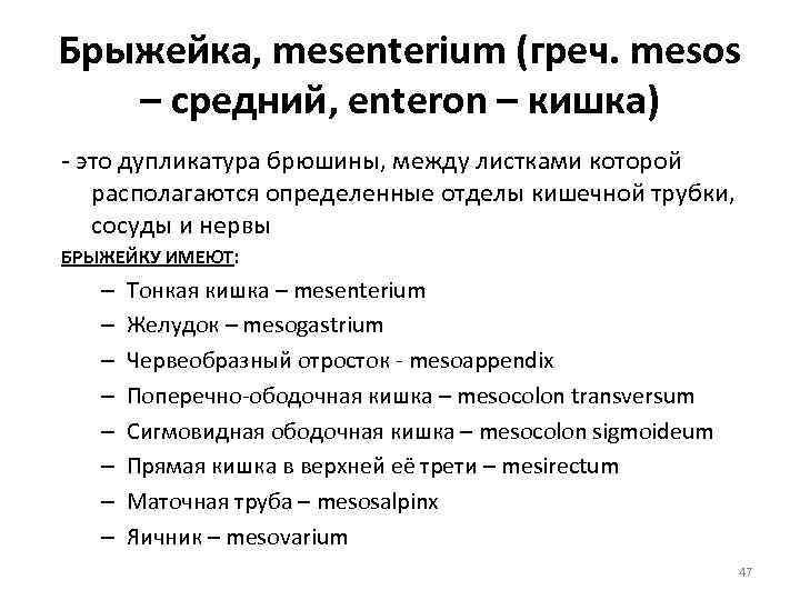 Брыжейка, mesenterium (греч. mesos – средний, enteron – кишка) - это дупликатура брюшины, между