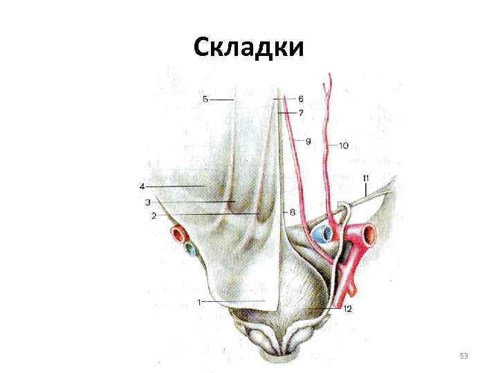 Складки 53 