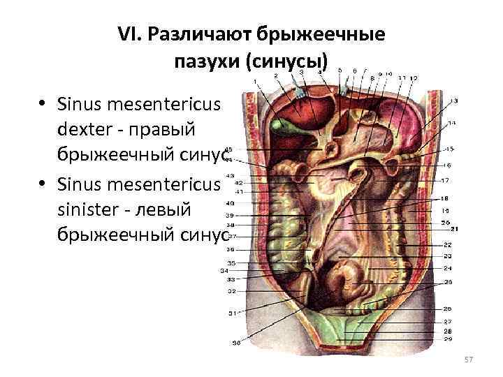 VI. Различают брыжеечные пазухи (синусы) • Sinus mesentericus dexter - правый брыжеечный синус •