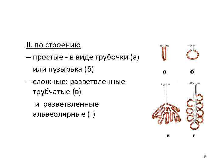 II. по строению – простые - в виде трубочки (а) или пузырька (б) –