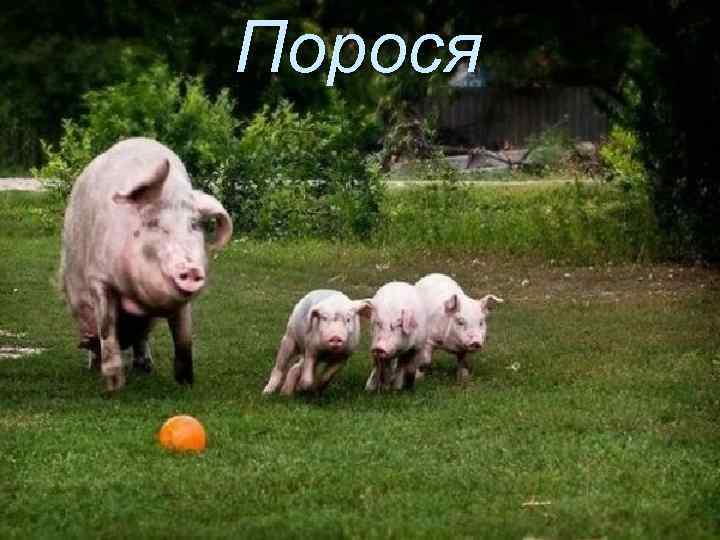 Порося 