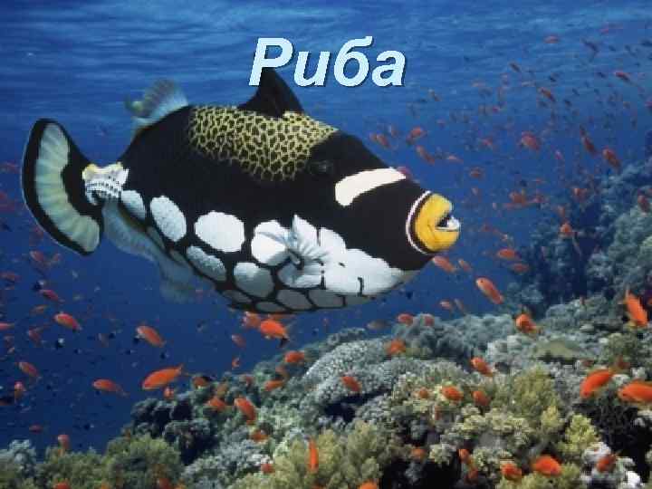 Риба 